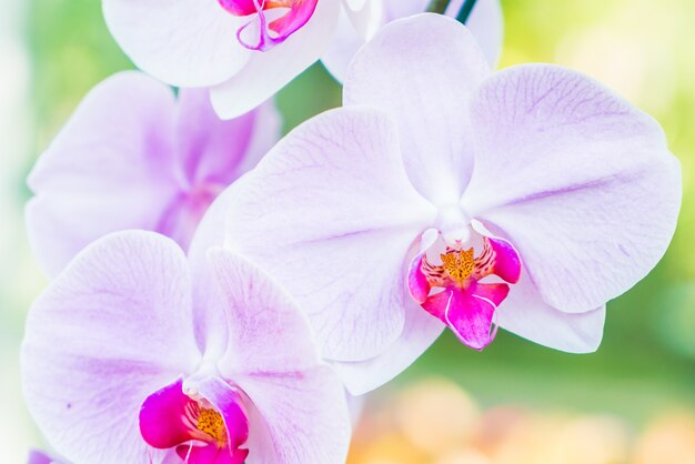 Orchidee