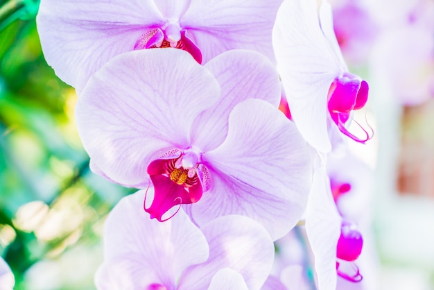 Orchidee