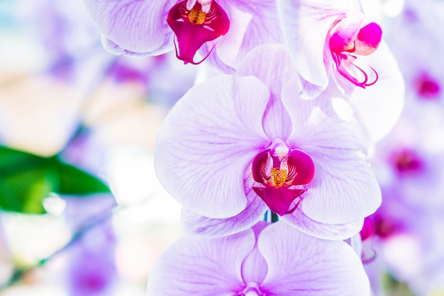 Orchidee