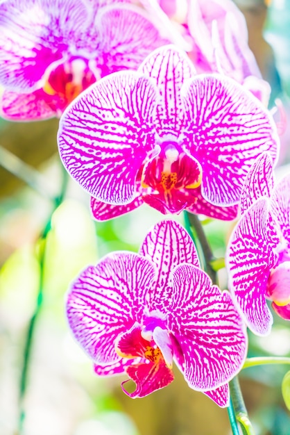 Kostenloses Foto orchidee