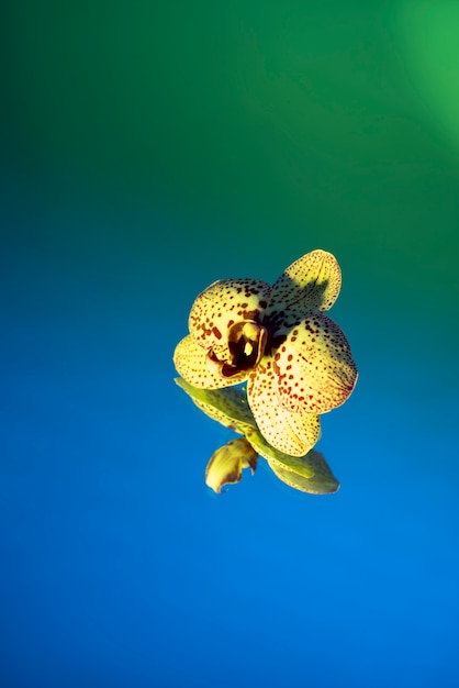 Orchideenblüte gegen Hintergrund mit Farbverlauf