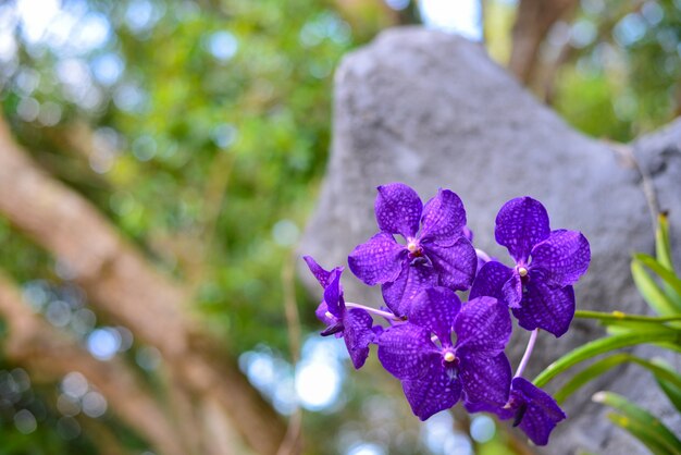 Orchideenblume auf Baum gegen Naturhintergrund.