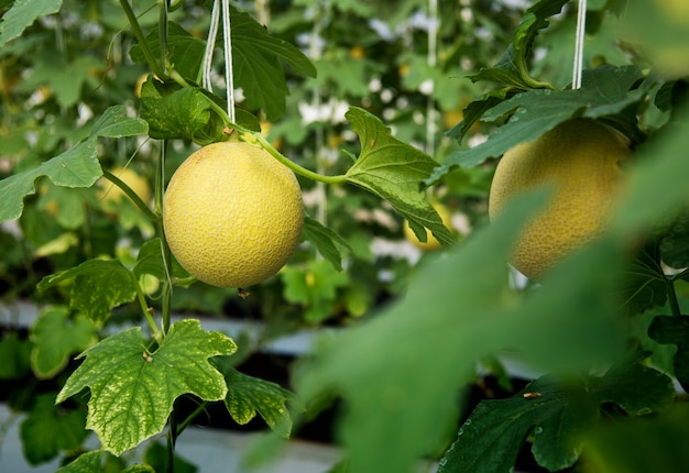 Organischer Honigtauernte-Naturgarten