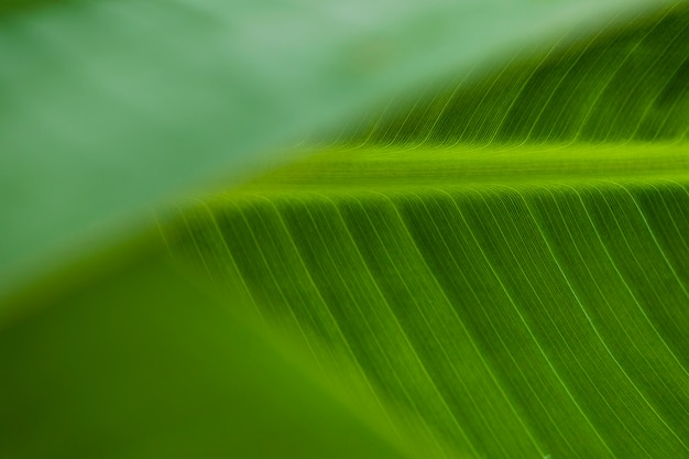 Ornament aus hellem Blatt