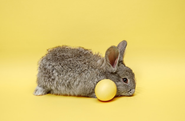 Kostenloses Foto osterhase kaninchen mit gemaltem ei auf gelb