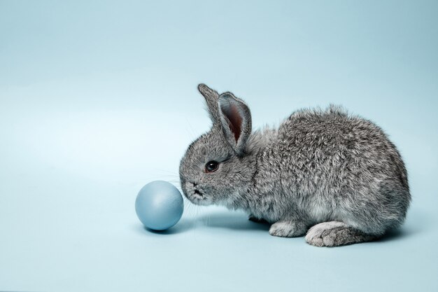 Osterhasen Kaninchen mit blau gemaltem Ei auf blau