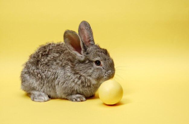 Osterhasen Kaninchen mit gemaltem Ei auf gelber Wand