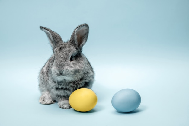 Osterhasen-Kaninchen mit gemalten Eiern auf blauer Wand