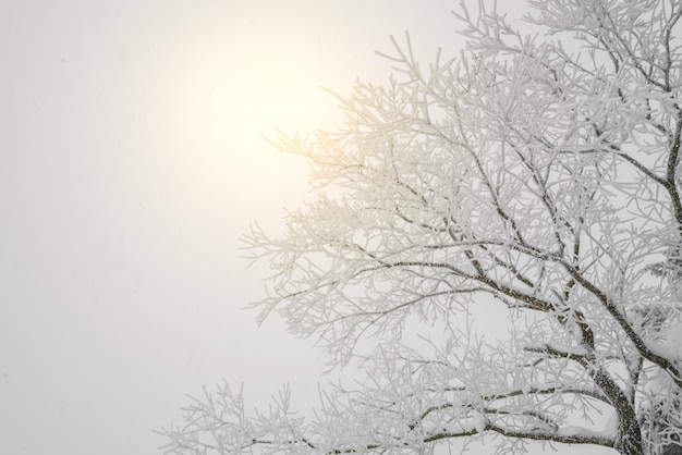 Outdoor-Schönheit Hoarfrost Hintergrund Saison