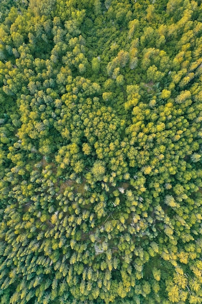 Overhead-Luftdrohnenaufnahme eines dichten schönen Waldes während des sonnigen Tages