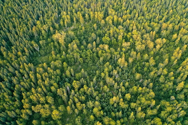 Overhead-Luftdrohnenaufnahme eines dichten schönen Waldes während des sonnigen Tages