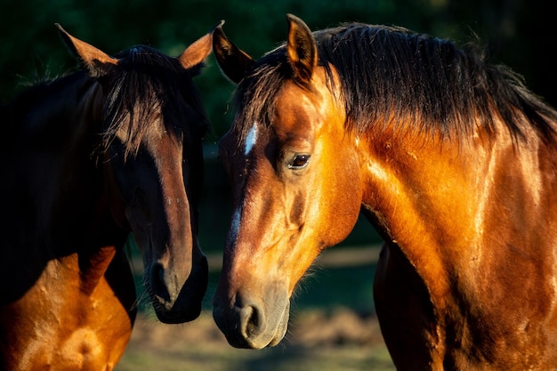 Paar braune Pferde auf einem sonnigen Feld in Ungarn