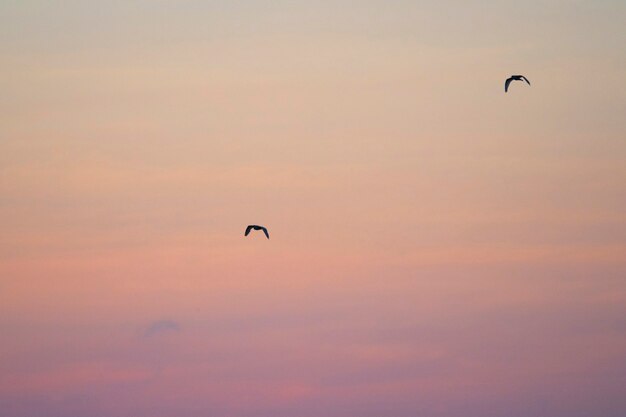 Paar fliegende Galapagos-Sturmvögel in einem rosa Himmel der Galapagos-Inseln