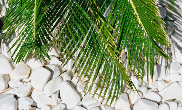 Palmblätter auf einem weißen Steinhintergrund, natürliche Hintergrundidee für Tapeten- oder Spa-Salon, die helles Sonnenlicht werben