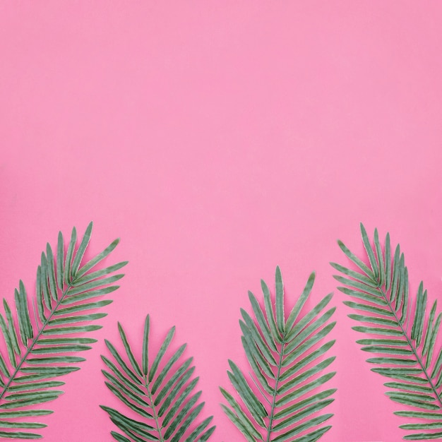 Palmblätter auf rosa Hintergrund mit Platz an der Spitze