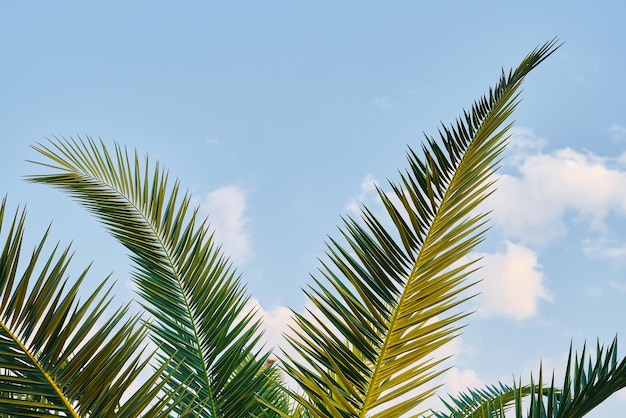 Palmblätter Nahaufnahme vor dem Hintergrund der Bildschirmschoner des blauen Himmels und Hintergrund für Werbetapeten-Idee Sommerferien am Mittelmeer