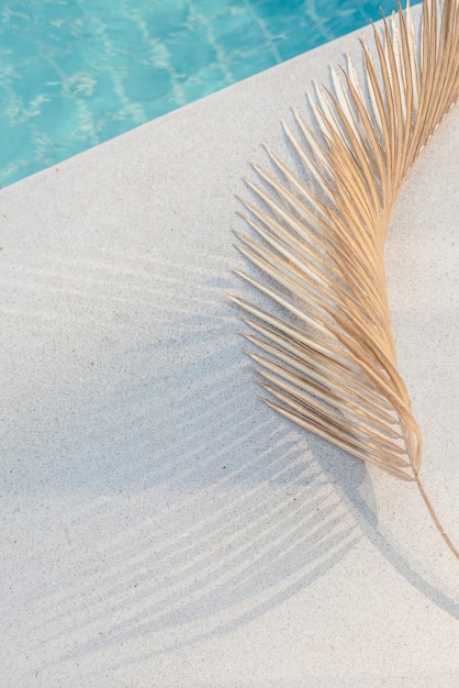 Palmblatt mit Schatten im Sonnenlicht an einem Swimmingpool