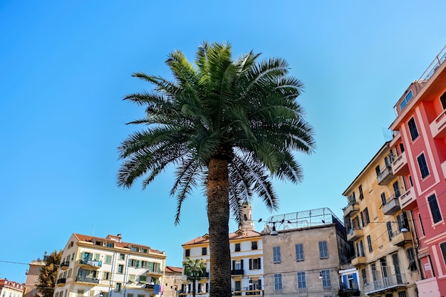 Palme mit Gebäuden in Sanremo, Italien