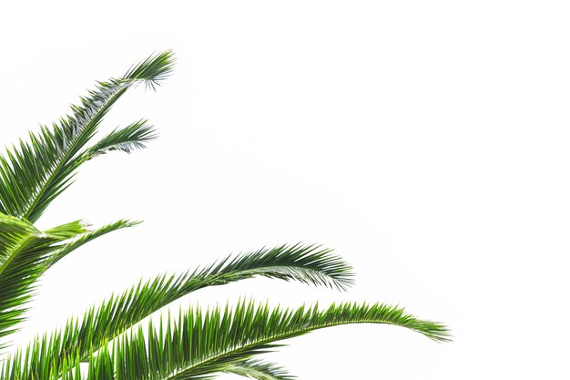 Palmeblätter getrennt auf weißem Hintergrund