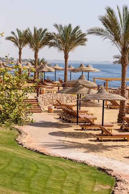 Palmengasse am tropischen ägyptischen Strand