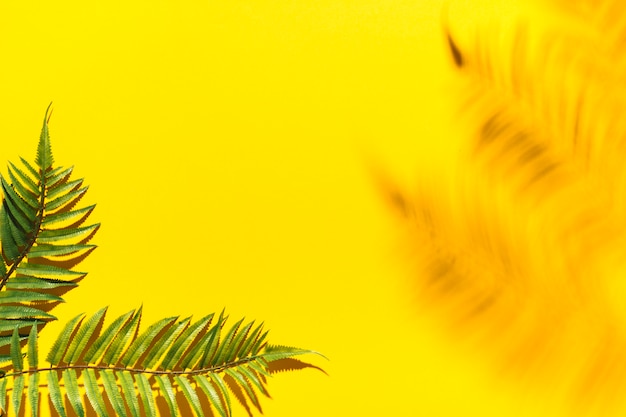 Kostenloses Foto palmzweige und unscharfer schatten auf bunter oberfläche