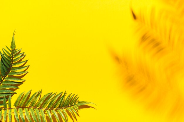 Palmzweige und unscharfer Schatten auf bunter Oberfläche