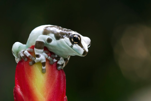 Pandabären-Laubfrosch Tiernahaufnahme winziger Amazonas-Milchfrosch auf Knospe