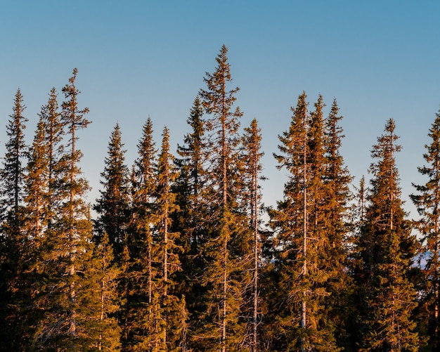 Kostenloses Foto panoramaaufnahme des kiefernwaldes auf einem klaren himmelhintergrund während des sonnenaufgangs