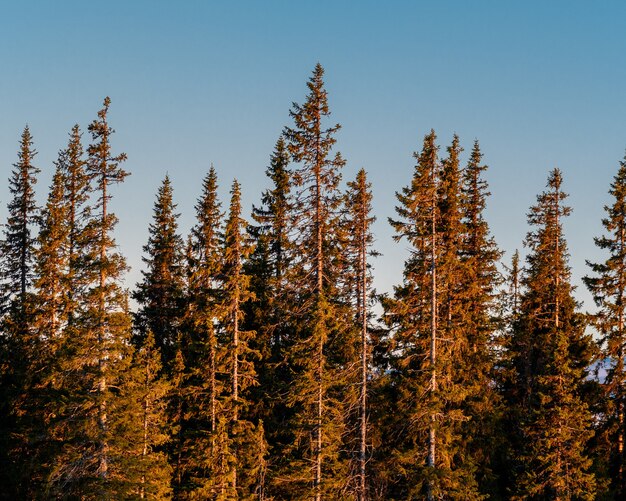 Panoramaaufnahme des Kiefernwaldes auf einem klaren Himmelhintergrund während des Sonnenaufgangs