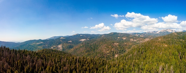 Panoramaaufnahme des schönen Waldes an einem sonnigen Tag