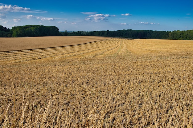 Panoramaaufnahme eines sehr breiten feldes, das gerade mit bäumen am rand abgeerntet wurde