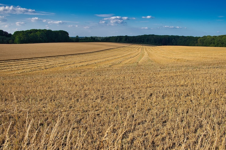 Kostenlose Foto panoramaaufnahme eines sehr breiten feldes, das gerade mit bäumen am rand abgeerntet wurde