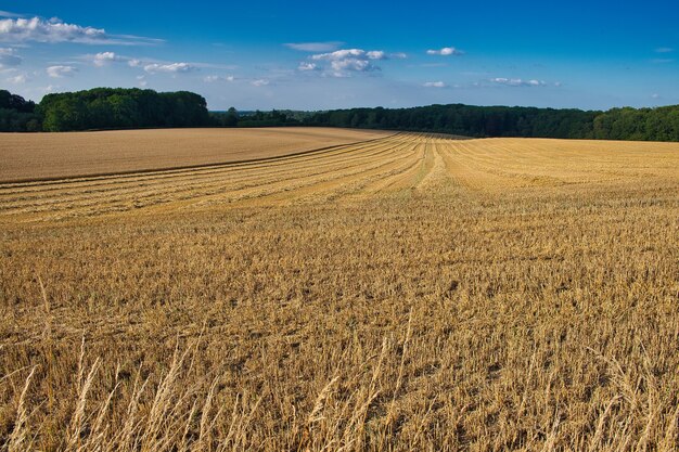 Panoramaaufnahme eines sehr breiten Feldes, das gerade mit Bäumen am Rand abgeerntet wurde