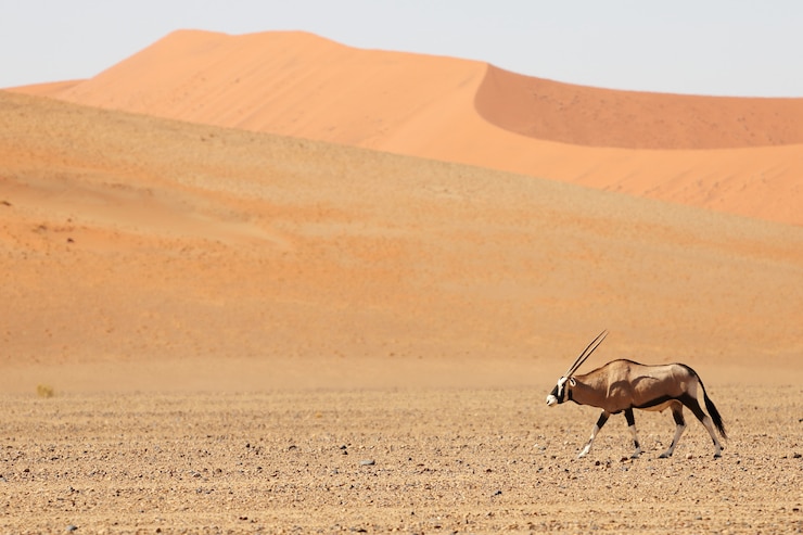 Kostenlose Foto panoramaaufnahme eines spießbocks, der durch die wüste mit sanddünen im hintergrund geht