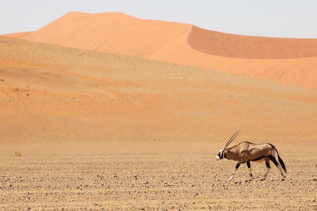 Panoramaaufnahme eines Spießbocks, der durch die Wüste mit Sanddünen im Hintergrund geht