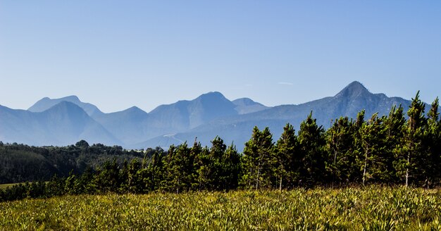 Panoramaaufnahme von Bergen hinter Bäumen und einem Feld