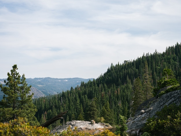 Panoramaaufnahme von grünen Kiefern auf einem Hang unter einem bewölkten Himmel