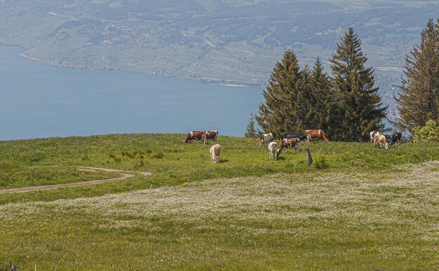 Panoramablick von Lavaux, Schweiz mit einer Herde von Kuh, die Gras frisst