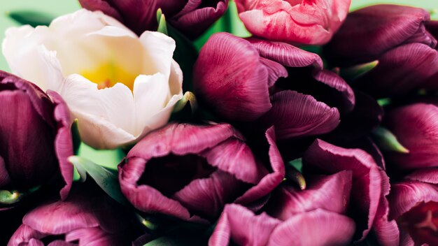 Panoramablick von weißen Tulpen unter den purpurroten Tulpen