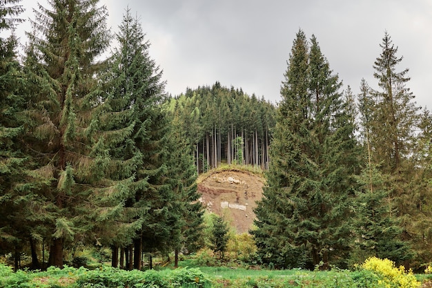 Panoramalandschaftsbild des grünen Waldes mit Berg und Bäumen auf Oberfläche