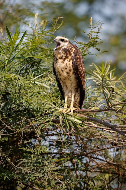 Kostenloses Foto pantanalvogel im naturlebensraum