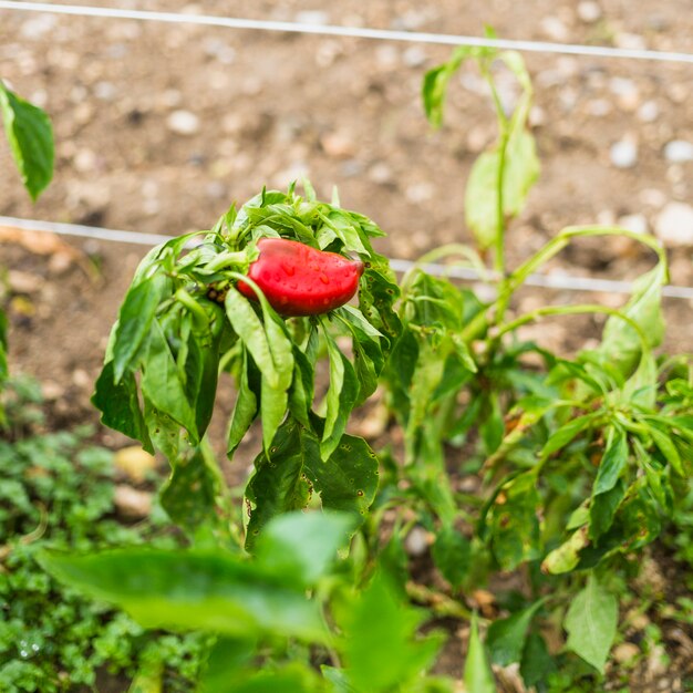 Paprika