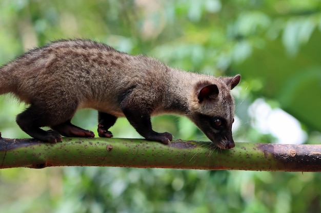 Paradoxurus hermaphroditus Nahaufnahme auf Zweig Paradoxurus hermaphroditus Nahaufnahme mit natürlichem Hintergrund