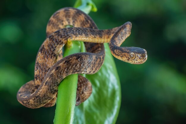 Pareas Carinatus Nahaufnahme auf Ast