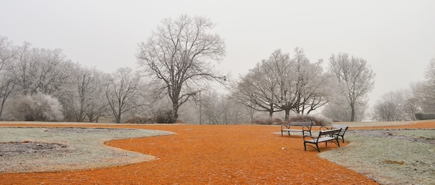 Park mit kahlen Bäumen und orangefarbenem Boden an einem nebligen Tag