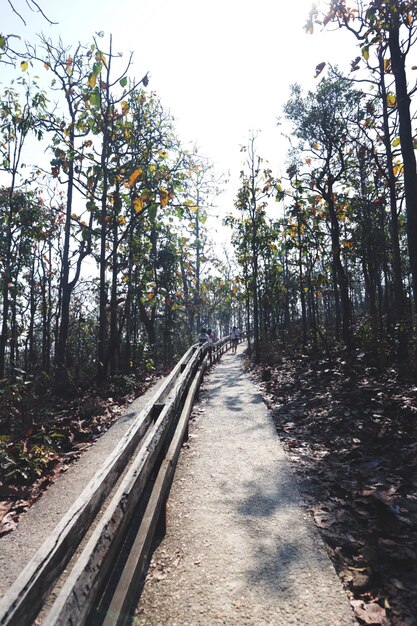 Park tagsüber sonnigen Bäume Waldweg