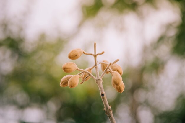 Paulownia-Blüte auf trockenem Zweig im Frühjahr