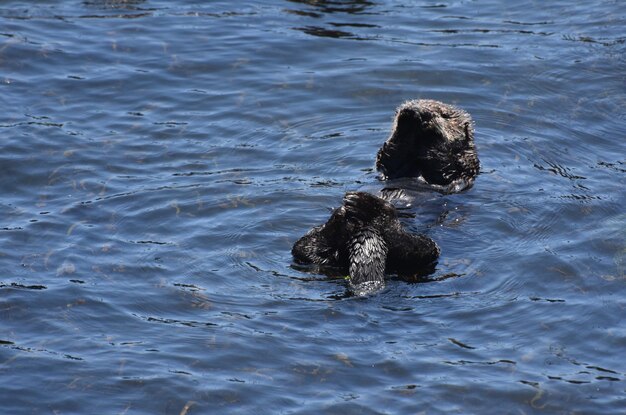 Pazifischer Ozean mit einem Seeotter, der auf seinem Rücken schwimmt.