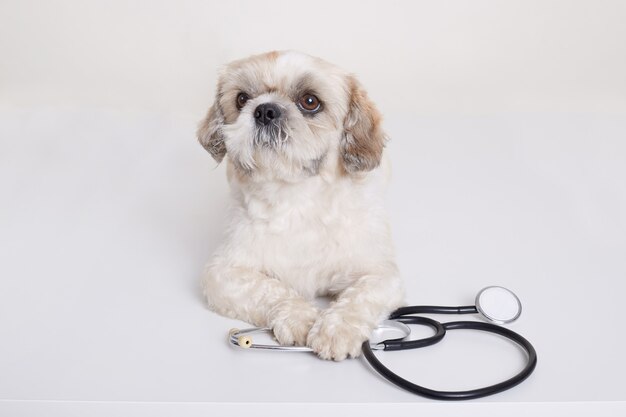 Pekingese Hündchen mit Stethoskop nahe seinen Pfoten, die aufwerfen