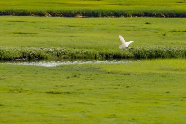 Pelikan, der über einen kleinen Fluss in einem großen grünen schönen Feld fliegt